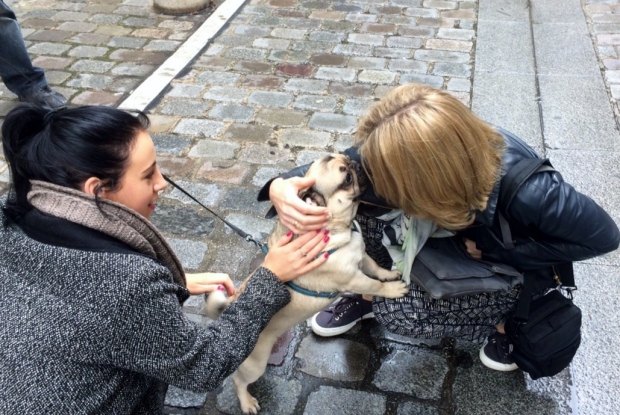 Meeting a dog at Rue de Buci food market in St Germain des Pres, Paris